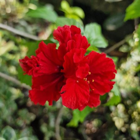 Edelweiss Residence 希克杜沃 外观 照片