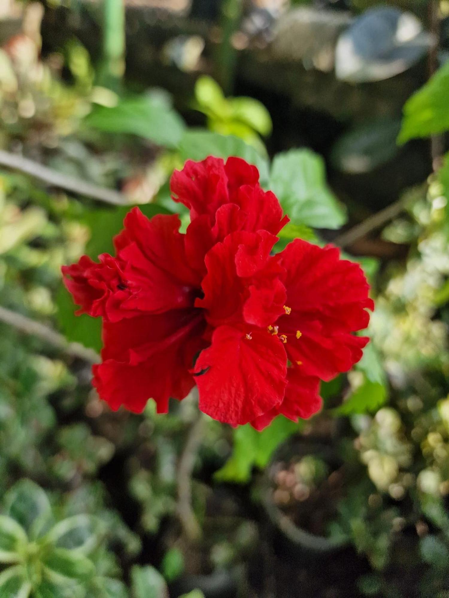 Edelweiss Residence 希克杜沃 外观 照片